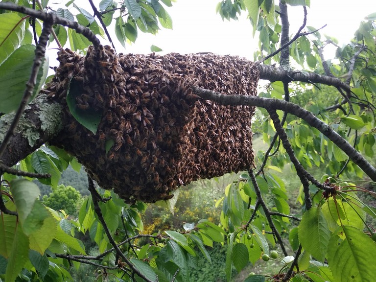 Essaim d'abeilles perché dans un arbre