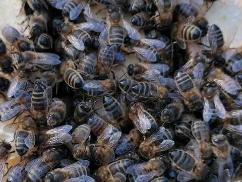 Essaim d'abeille noire