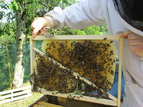 Stage d'apiculture naturelle