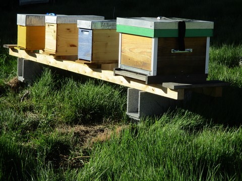 Ruches débutant apiculture