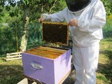 Stage d'apiculture débutant
